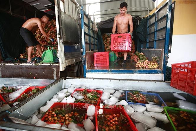 工人对刚采摘下来的新鲜荔枝进行包装、冷藏、装车。图自越通社