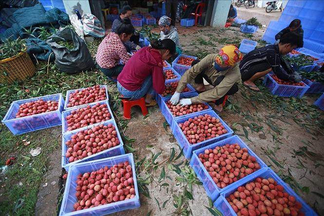 今年北江省迎来荔枝丰产大年。图自越通社