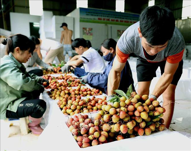 丰收的喜悦，洋溢在农民们的脸上。图自越通社