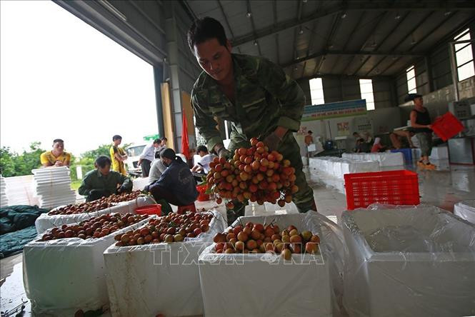 工人对刚采摘下来的新鲜荔枝进行包装、冷藏。图自越通社