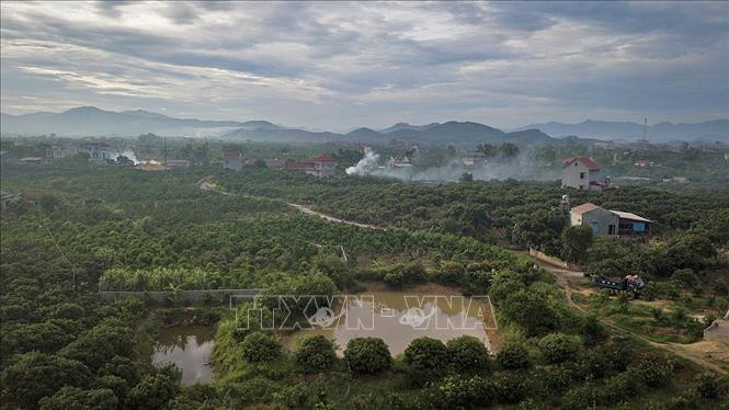 北江省采用VietGap标准的荔枝种植面积。图自越通社