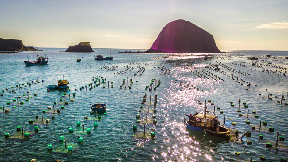 绥安县燕岛龙虾养殖场。 越通社记者 仲达 摄