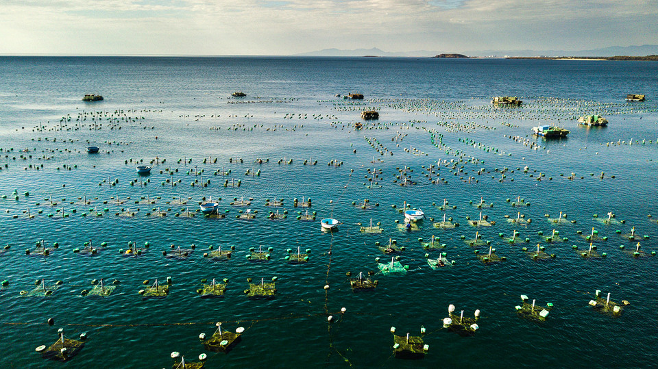 绥安县燕岛（Hòn Yến）龙虾养殖场。 越通社记者 仲达 摄