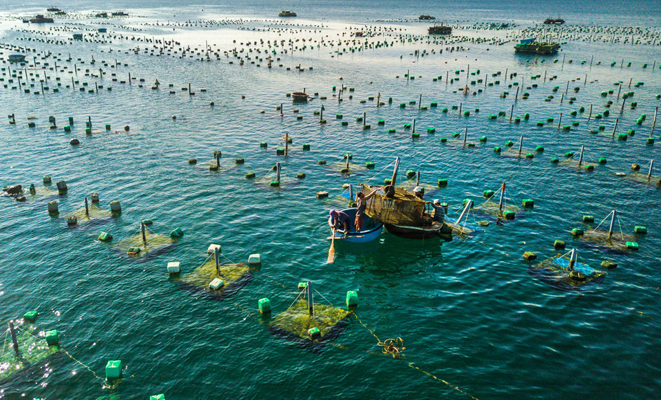 绥安县燕岛龙虾养殖场。 越通社记者 仲达 摄