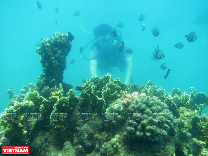 游客观赏海底珊瑚。越南画报记者 英军 摄