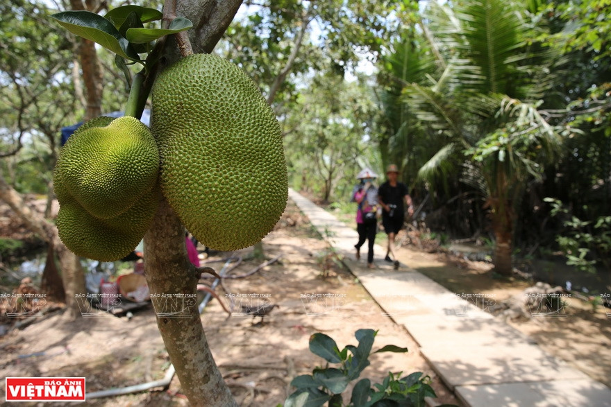 空气清新凉爽、果树茂盛、花香四溢的珲欧。越南画报记者 通海 摄