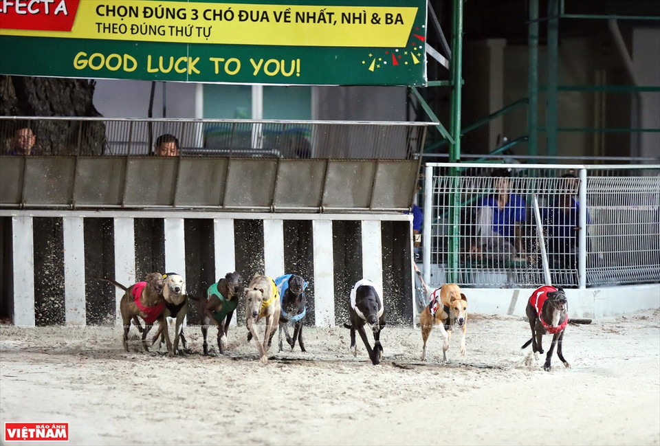 一声枪响,八条狗冲刺而出。图自越南画报