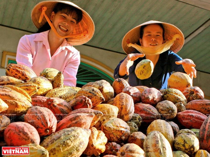 泰山岛果树终年葱绿、丰富多样，是前江省许多批发市场提供水果的主要来源。越南画报记者 陈俊 摄