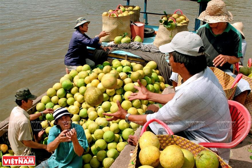 泰山岛果树终年葱绿、丰富多样，是前江省许多批发市场提供水果的主要来源。越南画报记者 陈俊 摄