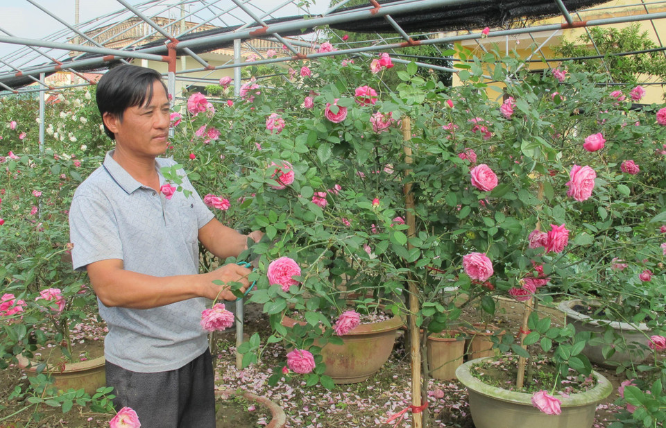 田孟雄一家正忙着收获，以服务春节花卉市场。越通社记者 武茸 摄
