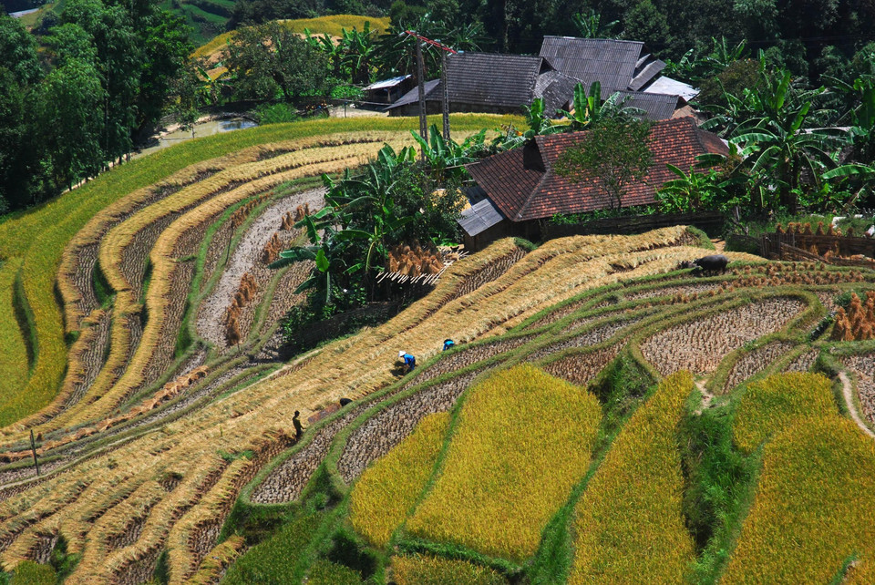 千层万叠的梯田金黄色如诗如画。越通社记者 陶氏明心 摄