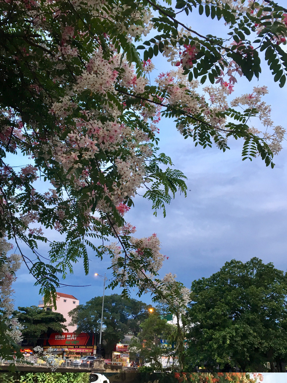 巍然耸立的树上开满一簇簇粉红色的花朵,艳丽夺目,花姿飘柔下坠,异常优美。越通社记者 国越 摄