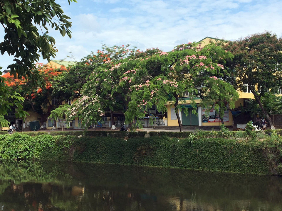 花开正茂的粉花决明。 越通社记者 国越 摄