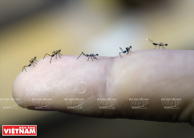 蚂蚁群 越南画报记者 阮伦/通海 摄