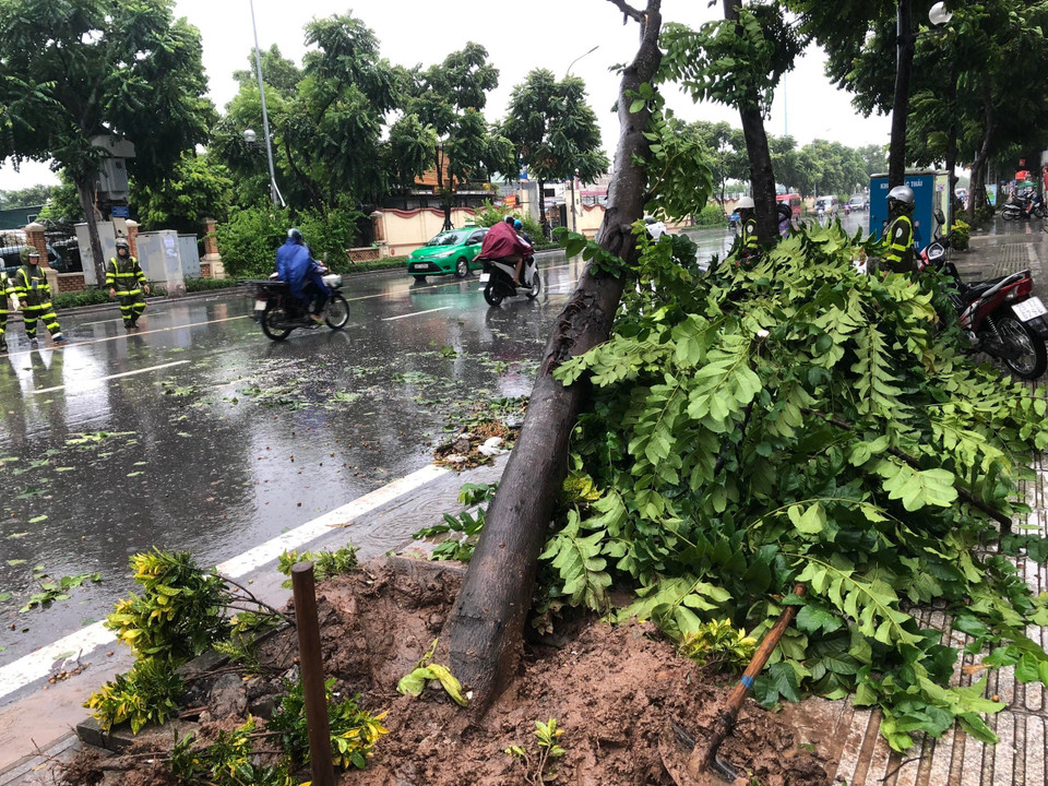 暴雨突袭致大树倒塌。图自越通社