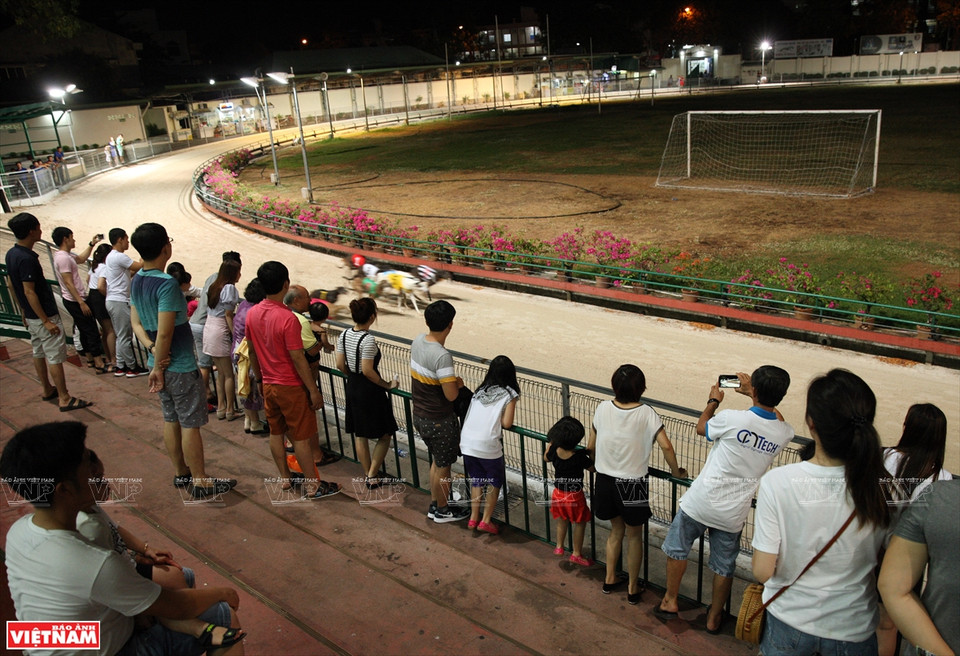 赛犬专注兴奋的表现让场边的观众们欢呼连连。图自越南画报