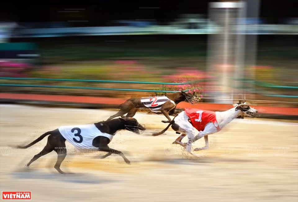 赛犬一直向前奔跑。图自越南画报