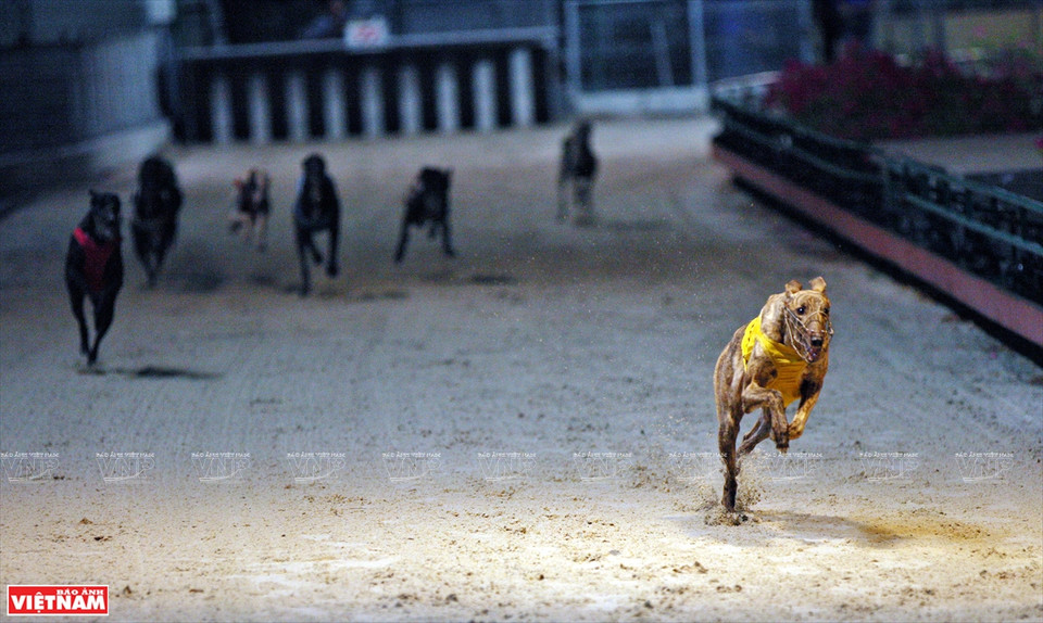 赛犬一直向前奔跑。图自越南画报
