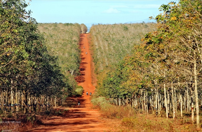 嘉莱省一望无际的橡胶园。越南画报记者 清和 摄