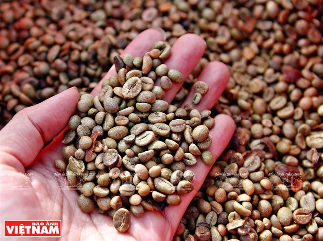嘉莱省种植的咖啡品质优越、风味独特。越南画报记者 清和 摄