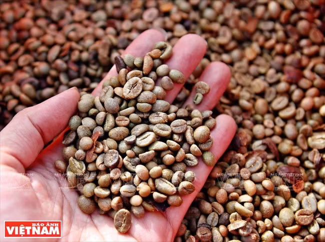 嘉莱省种植的咖啡品质优越、风味独特。越南画报记者 清和 摄