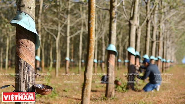 嘉莱省橡胶种植面积为12万公顷，被誉为西原橡胶之都。越南画报记者 清和 摄