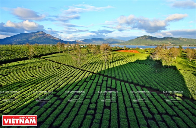 珠帕县茶海湖美景。越南画报记者 清和 摄