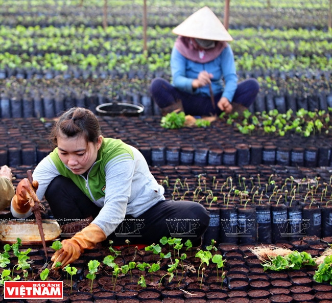 工人在咖啡园圃培植。越南画报记者 清和 摄