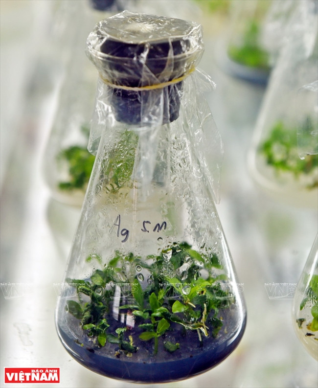 在西原农林业科技院实验室利用组织培养法进行咖啡杂交育种。越南画报记者 清和 摄