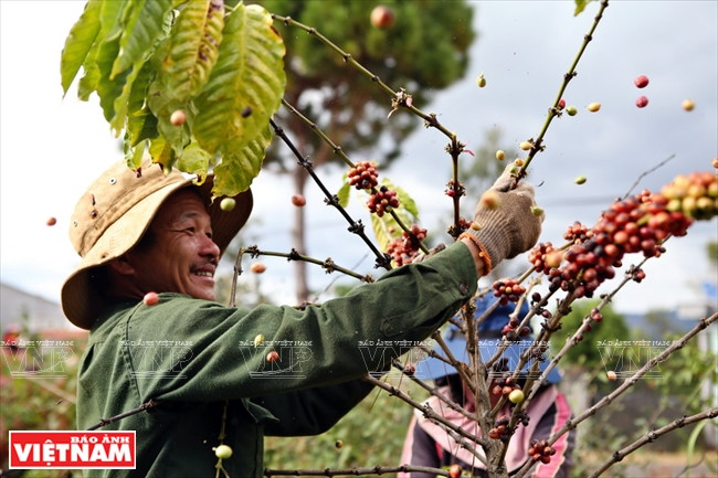 咖啡农丰收之乐。越南画报记者 清和 摄