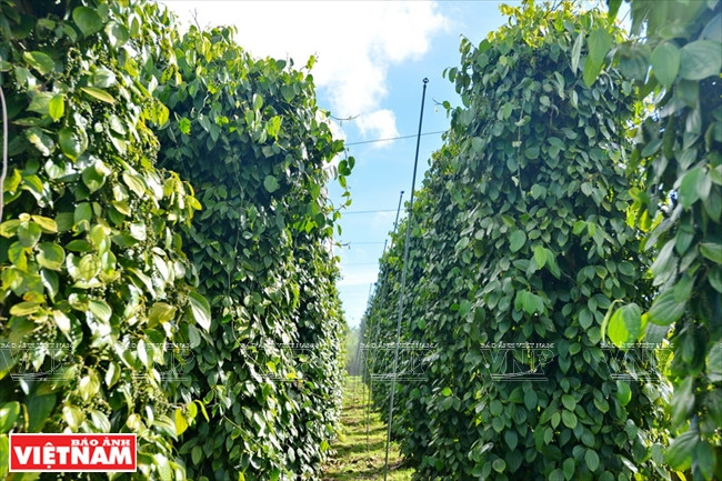 嘉莱省土壤肥沃是发展橡胶、咖啡、胡椒的理想之地。越南画报记者 清和 摄
