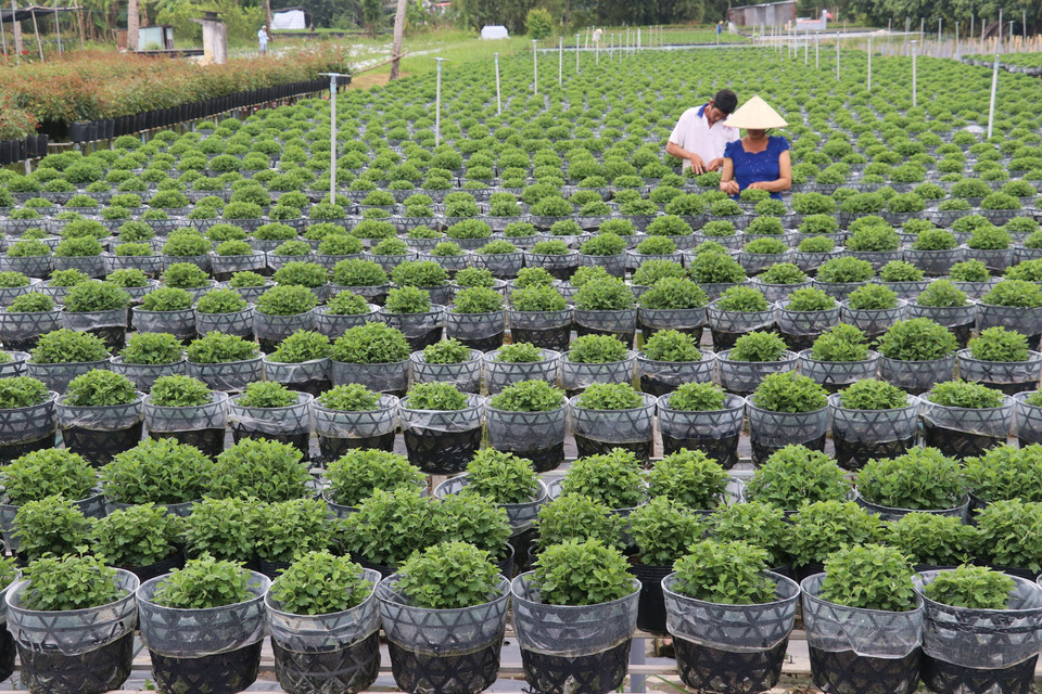 同塔省沙沥花村进入一年中最忙碌的时间。越通社记者 阮文智 摄
