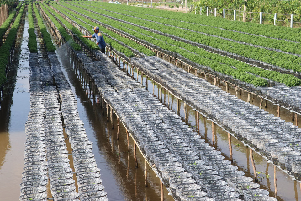 沙沥花村花农正忙碌着为年花浇水、施肥。越通社记者 阮文智 摄