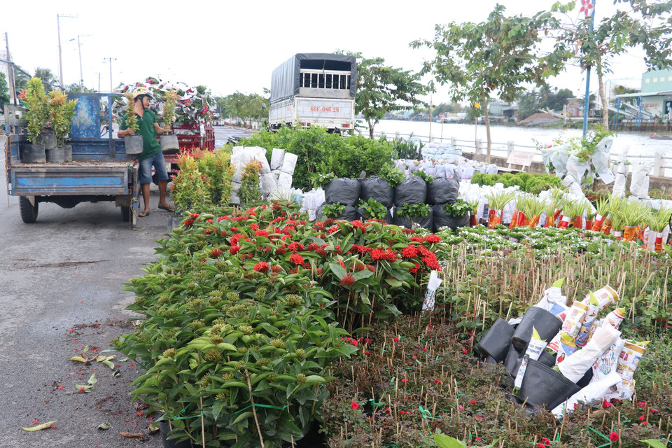 随着春节等节日的临近，花卉市场行情逐渐升温，同塔省花农们在给花卉打包装，准备销往市场。越通社记者 阮文智 摄