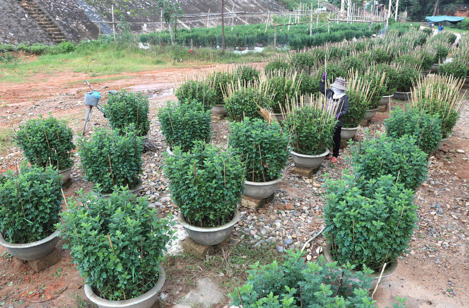 在一个菊花培育场，花苗长势良好。越通社记者 阮文智 摄