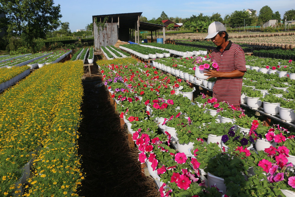 春节将至，同塔省花农们开始忙碌起来，抓紧时间，做好花卉培育工作，准备抢滩春节花卉市场，赚个盆满钵满。越通社记者 阮文智 摄