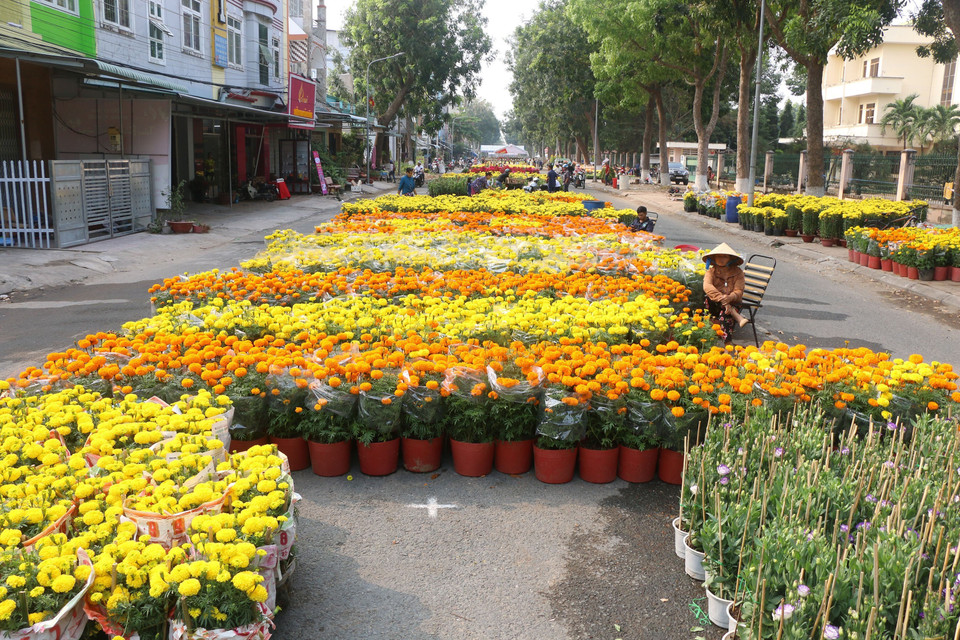 随着春节等节日的临近，花卉市场行情逐渐升温，同塔省花农们在给花卉打包装，准备销往市场。越通社记者 阮文智 摄