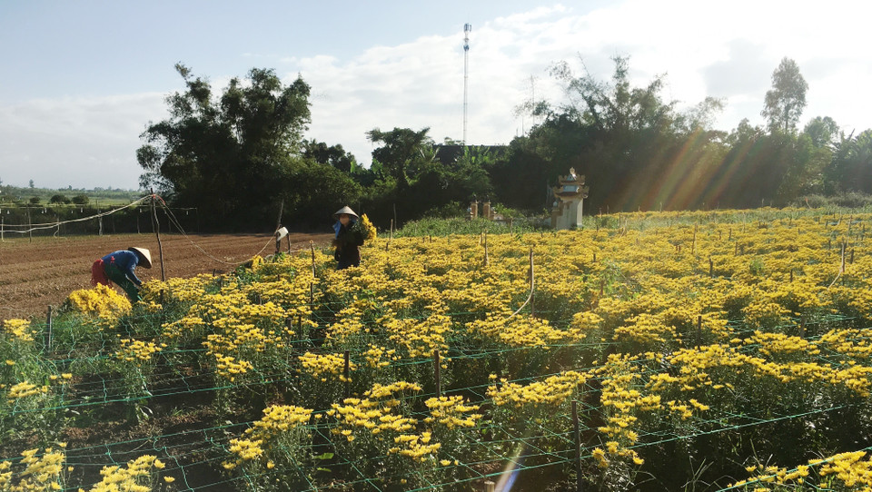 随着春节等节日的临近，花卉市场行情逐渐升温，广平省花农们在给花卉打包装，准备销往市场。 越通社记者 武茸 摄