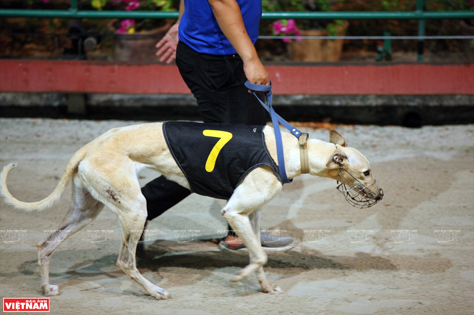 每条赛犬身上都有自己的编号。图自越南画报
