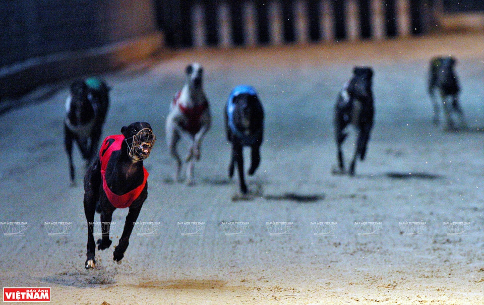 比赛中的赛犬迅捷如飞。图自越南画报