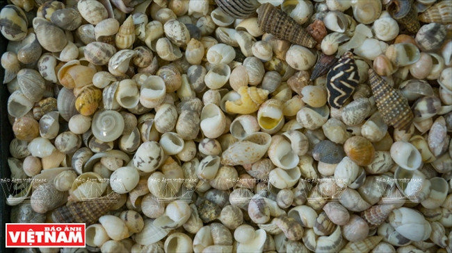 某种螺壳。越通社记者 银河/阮伦