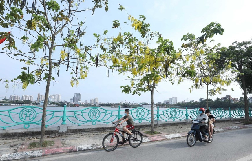 河内市西湖周边开满了金黄色的腊肠花。图自Vietnam+