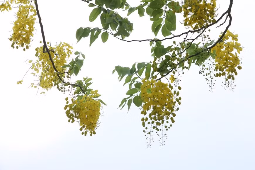 满树金黄色的花序悠然下垂，金灿灿的一片迎风摇曳，似风姿绰约的美人，随风轻舞，花瓣随风如雨落。图自Vietnam+