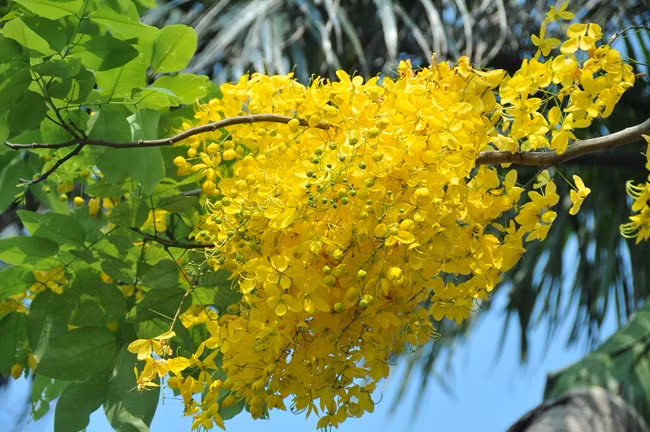 腊肠花金黄色的花瓣是幸运、美好未来的象征。图自Vietnam+