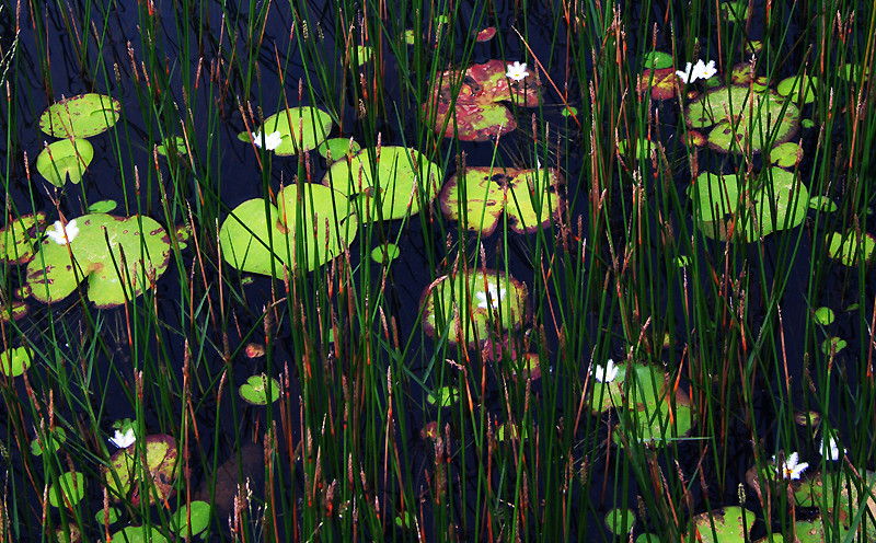 游客可在湖边倾听水流的声音或观赏湖里荷花（图片来源：越通社）