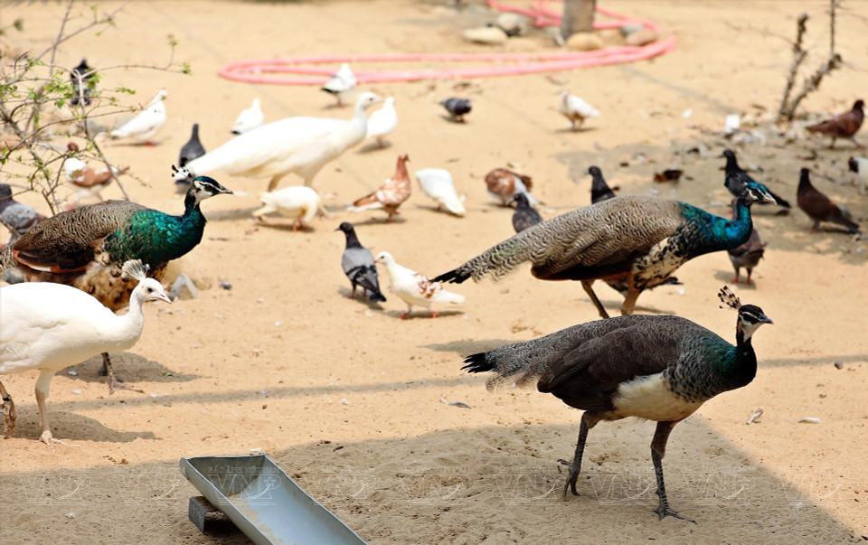 动物园饲养许多从国外进口的孔雀、雉鸡等珍稀鸟类。图自 越通社/《越南画报》