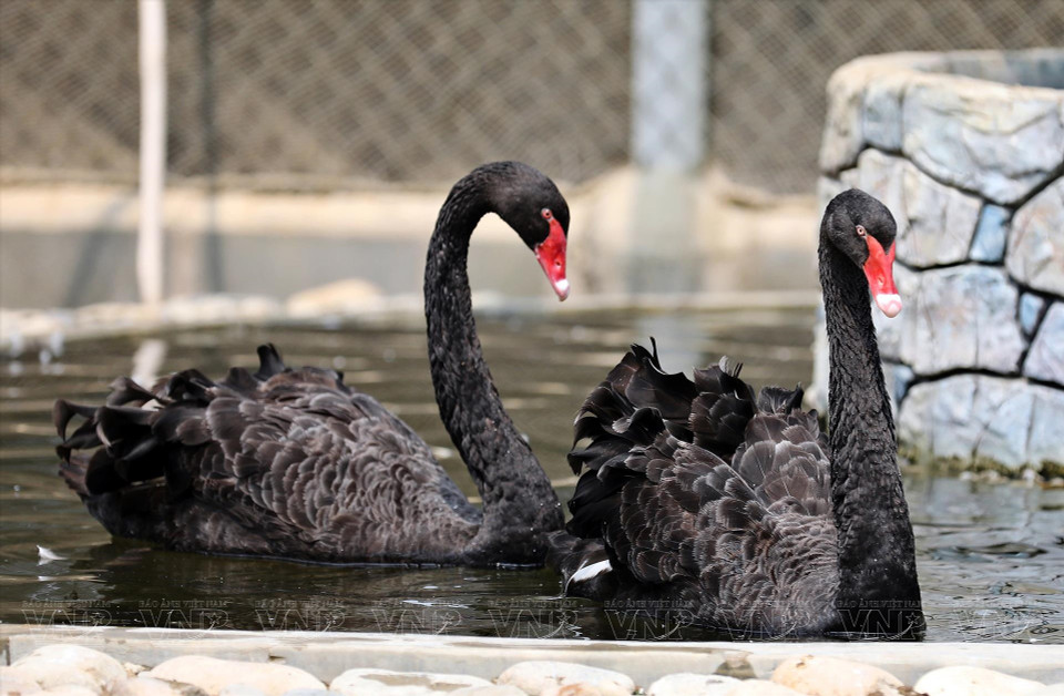 天鹅在这里良好生长。图自 越通社/《越南画报》