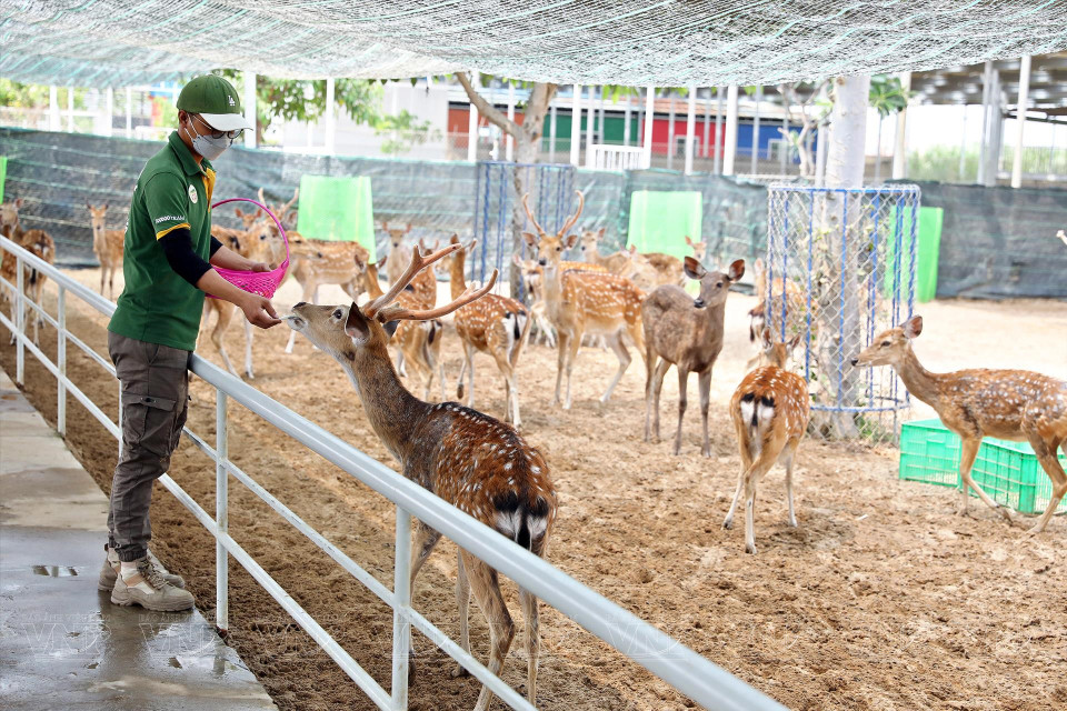 小孩子们饶有兴致地给动物喂食。图自 越通社/《越南画报》