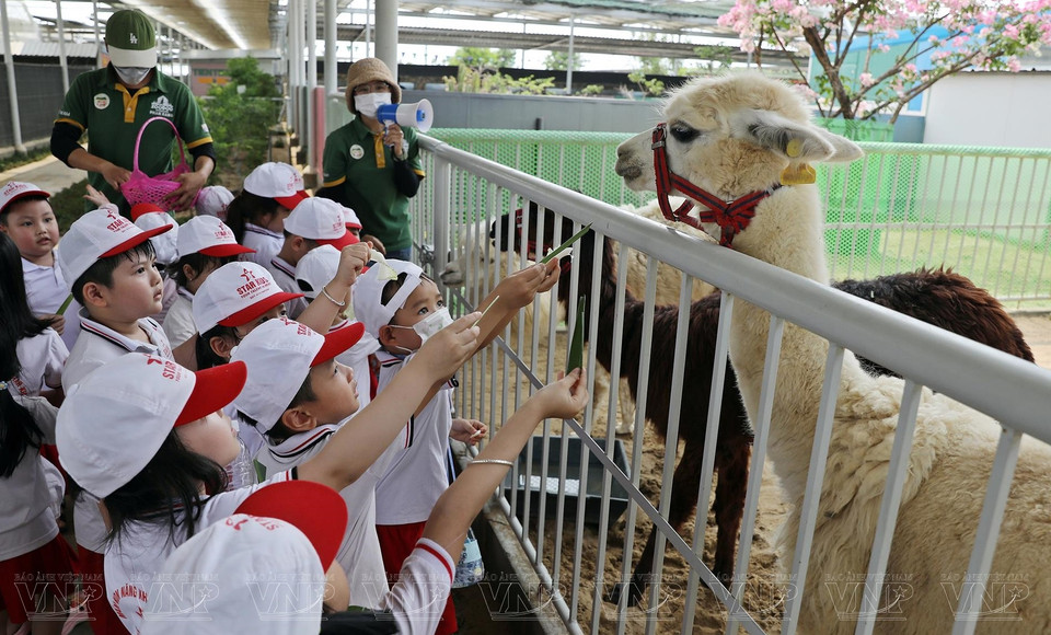 工作人员定期照顾和向动物喂食。图自 越通社/《越南画报》