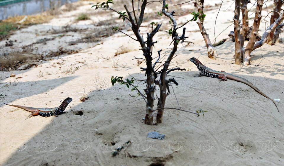 宁顺蝴蝶蜥 是生活在炎热沙丘中的爬行动物，体形像蜥蜴一样苗条，但非常敏捷。 图自 越通社/《越南画报》